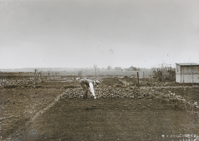 876628 Afbeelding van een man uit Wijk C die aan het werk is op een van de volkstuintjes uitgaande van het Franciscus ...